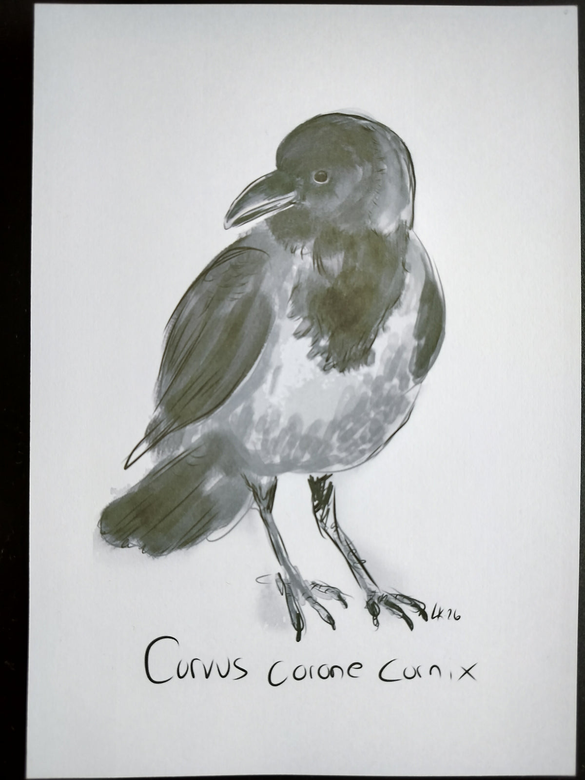 Varis juliste, A4